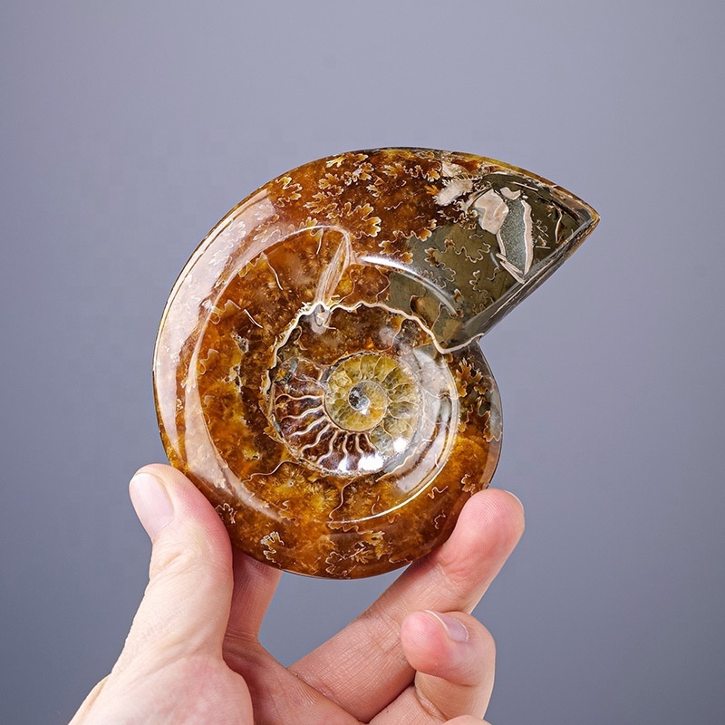 New arrivals folk crafts crystals healing stones natural ammonite shell fossils ashtray