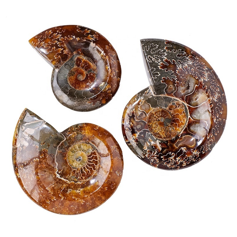 New arrivals folk crafts crystals healing stones natural ammonite shell fossils ashtray