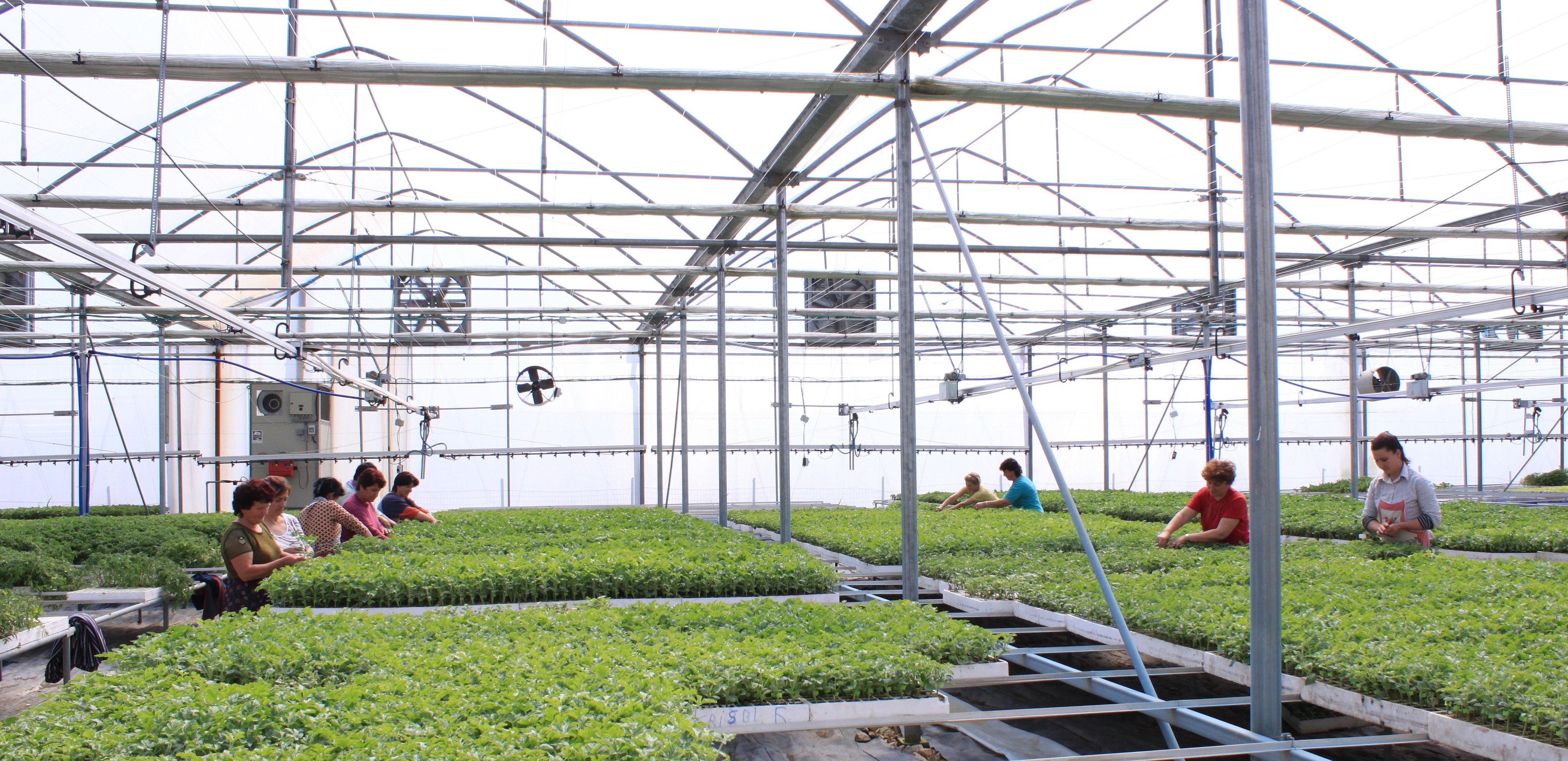 Factory Sale Various Widely Used Agriculture Multi Span Plastic Film Greenhouse Greenhouse