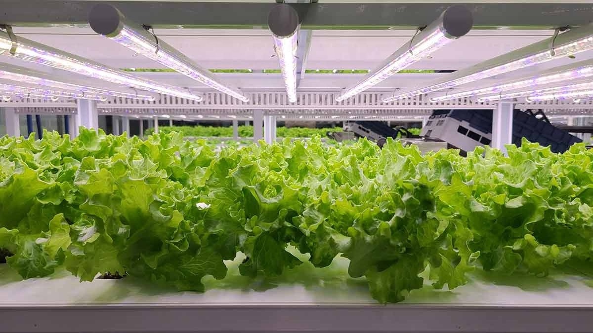 Smart farm container vertical farming growing shipping container hydroponic container farm