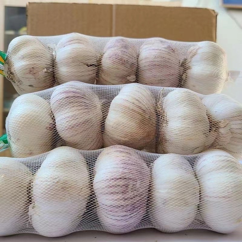 China fresh garlic for importers ajo blanco fresco de chino 10 kilos para colombia exportadores de china