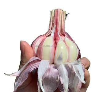 2023 new crop  Chinese fresh garlic red normal purple pure white garlic ajo alho garlics price for wholesale export