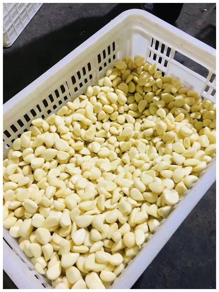 Fresh New Chinese wholesale garlic vacuum peeled Garlic in bulk for import/export in low price