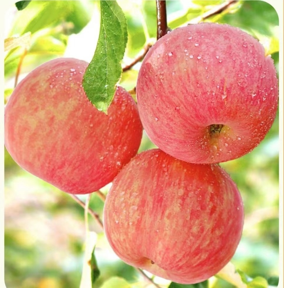 Wholesale Yantai Red Fuji Green Golden Delicious Apples Gala Apples  Fresh Apples for Sale