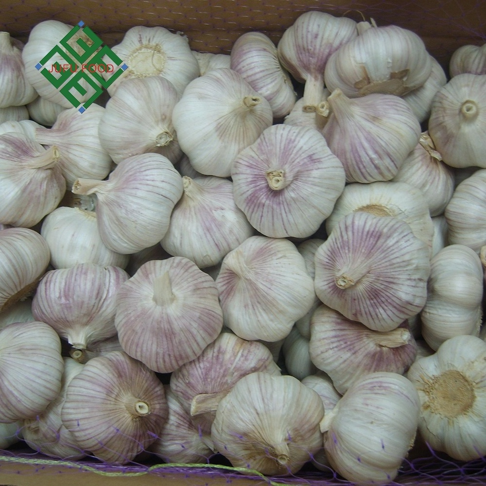 2023 New Crop Fresh garlic /ajos/alho exporters