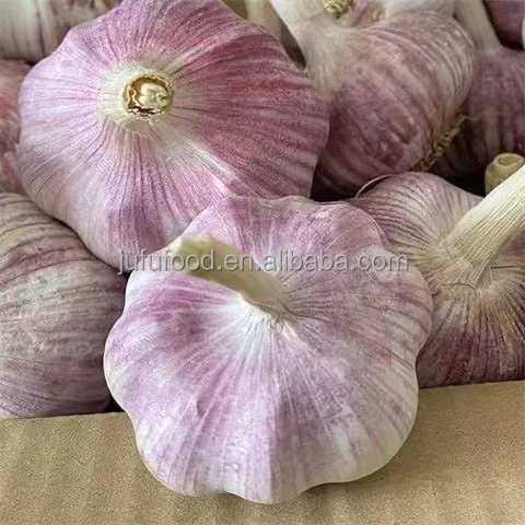 China fresh garlic for importers ajo blanco fresco de chino 10 kilos para colombia exportadores de china