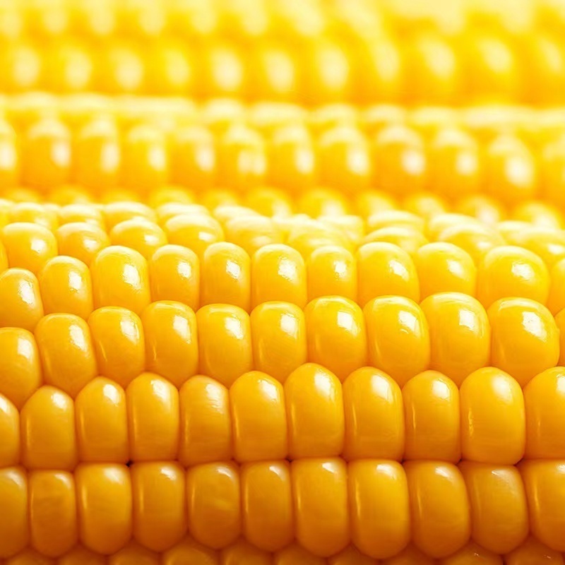 Frozen Steam Organic Best Sweet Uncooked Healthy Cut Corn on the Cob freezing without blanching in a bag Bulk Price