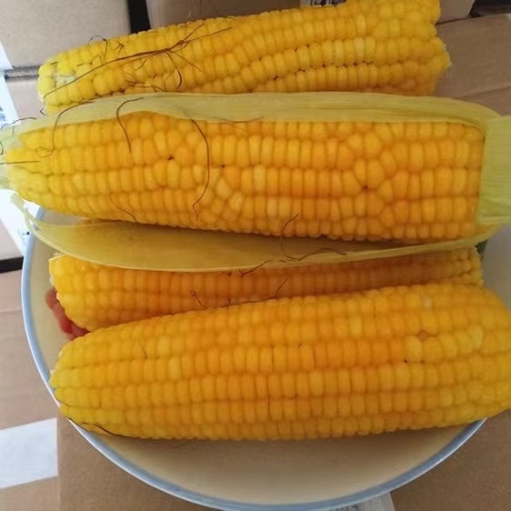 sweet corn cob Ready to Eat Yellow Corn Cob Vacuum packed Non GMO Maize Sweet Waxy Fresh Corn