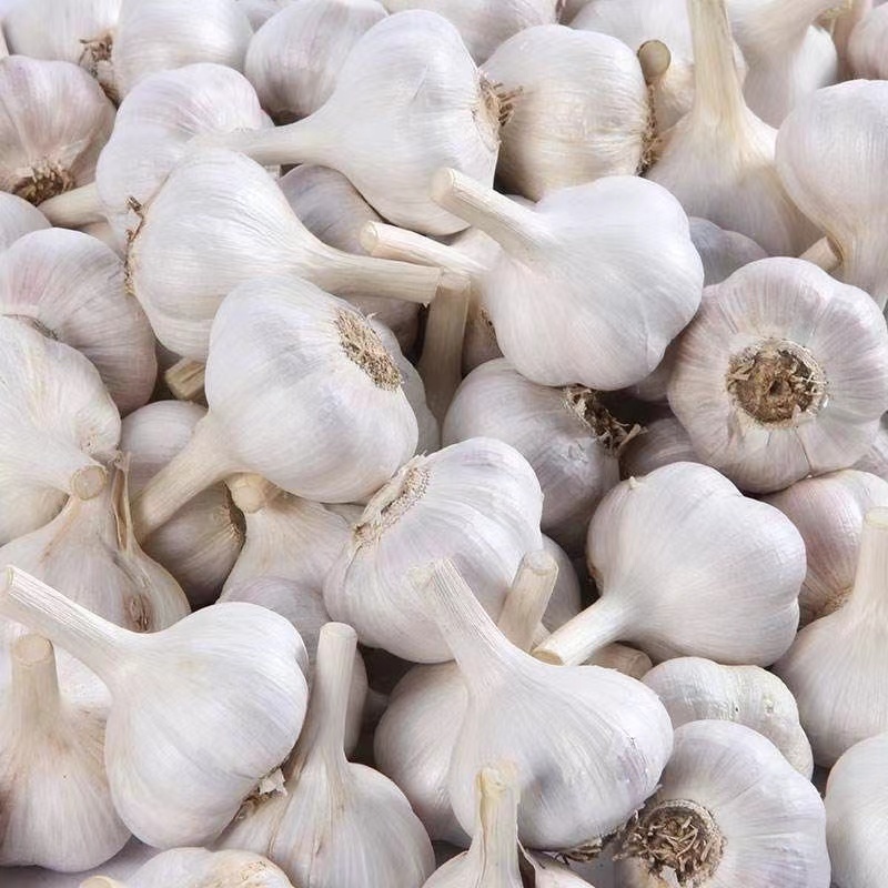 China fresh garlic for importers ajo blanco fresco de chino 10 kilos para colombia exportadores de china