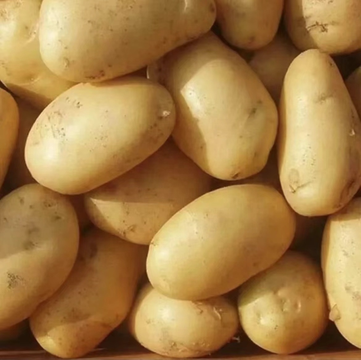 fresh potato exporter Factory Potato Price For Wholesale High quality bulk potatoes ready to ship