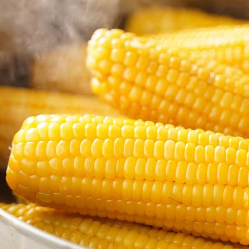 sweet corn cob Ready to Eat Yellow Corn Cob Vacuum packed Non GMO Maize Sweet Waxy Fresh Corn