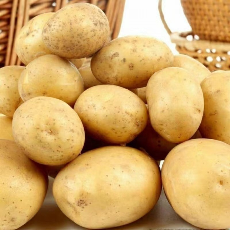 fresh potato exporter Factory Potato Price For Wholesale High quality bulk potatoes ready to ship