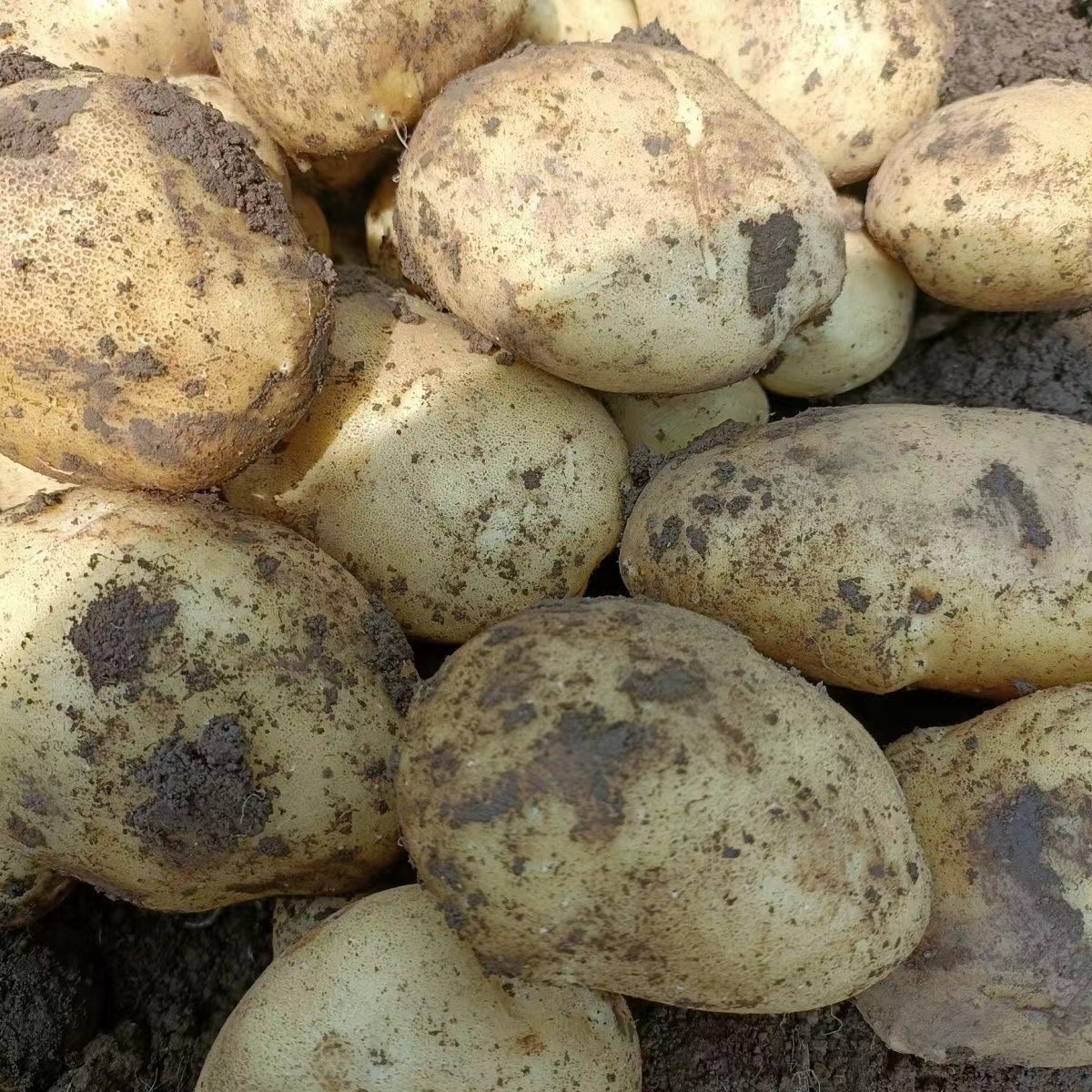 New season potato wholesale fresh potato China vegetables export