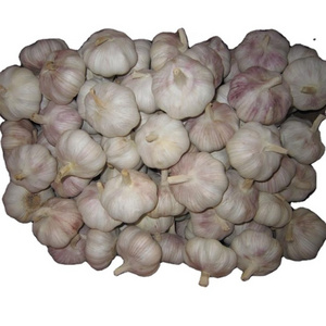 2023 New Crop Fresh garlic /ajos/alho exporters