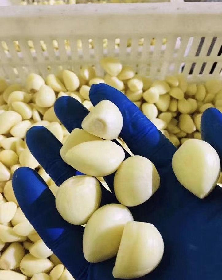 Fresh New Chinese wholesale garlic vacuum peeled Garlic in bulk for import/export in low price