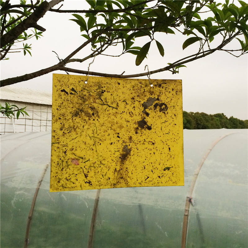 Customized In Various Sizes Yellow Glue Board Plastic Sticky Fruit Fly Trap Insect Bugs Sticker Glue Trap