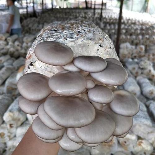 vertical hydroponic system shipping container mushroom smart farming grow room for Oyster button Mushroom Shiitake