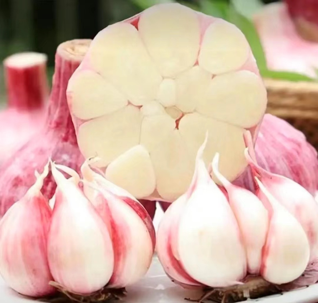 2024new Fresh Chinese Garlic New Crop High Quality Solo Garlic In Bulk Wholesale Fresh Single Clove Garlic