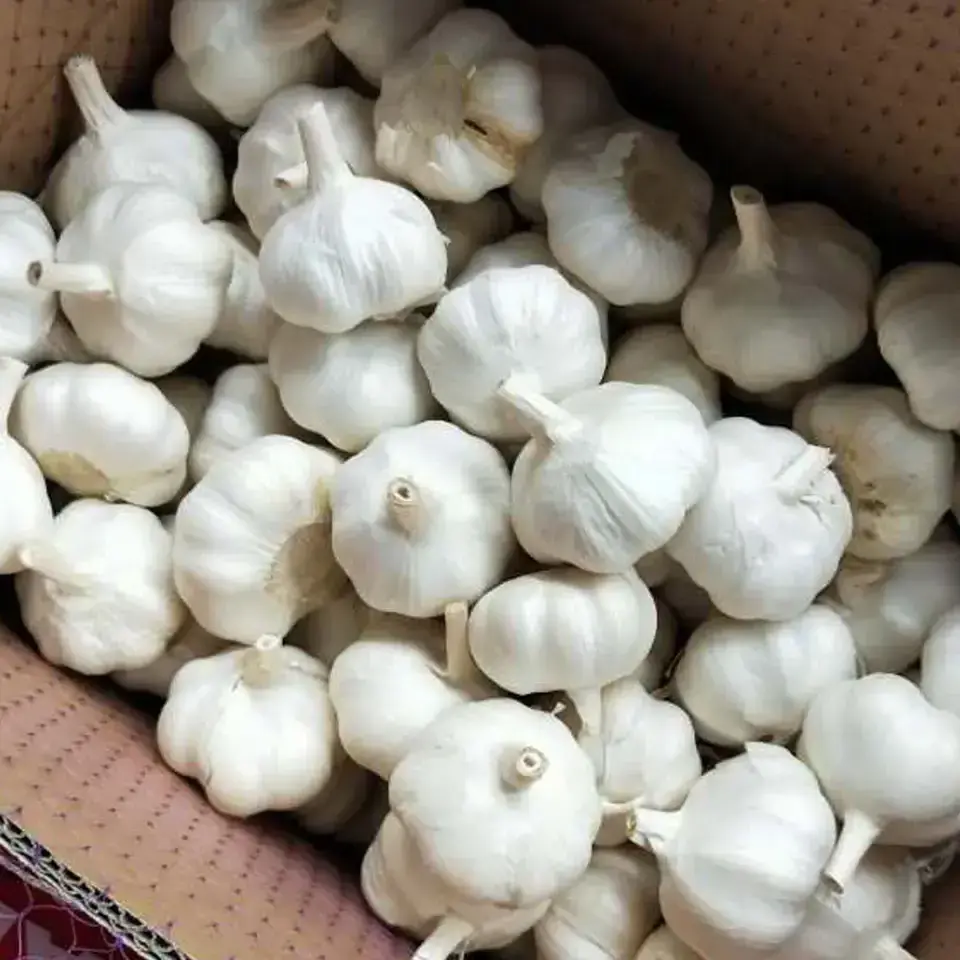 2024 Garlic Price Normal White Ajo Garlic Price From China