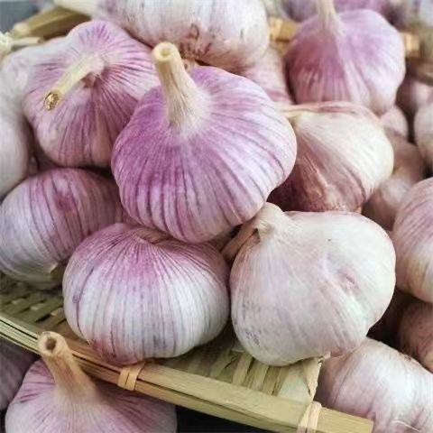 2024new Fresh Chinese Garlic New Crop High Quality Solo Garlic In Bulk Wholesale Fresh Single Clove Garlic