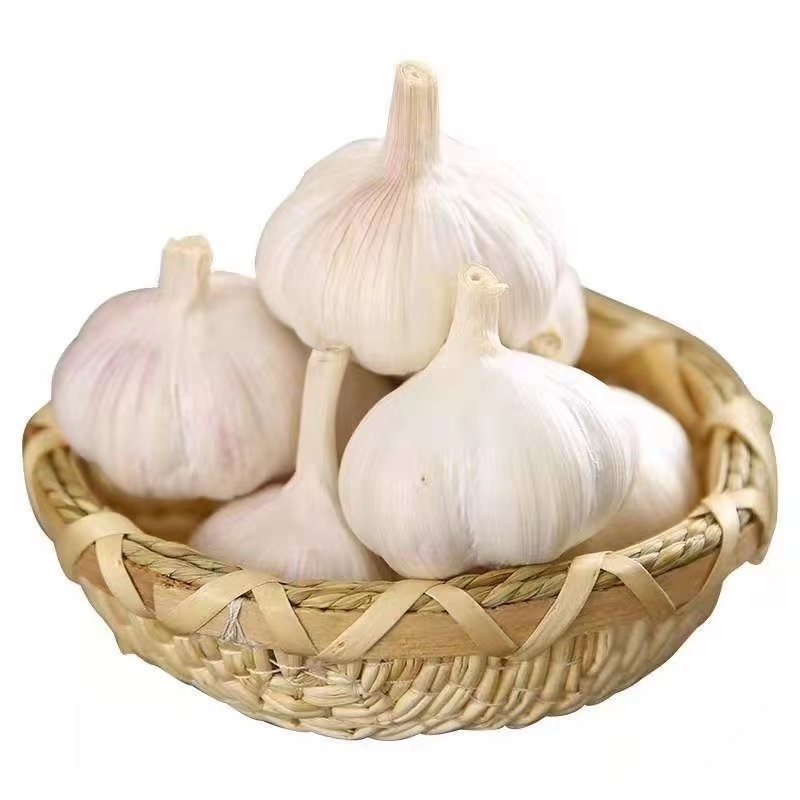 2024new Fresh Chinese Garlic New Crop High Quality Solo Garlic In Bulk Wholesale Fresh Single Clove Garlic