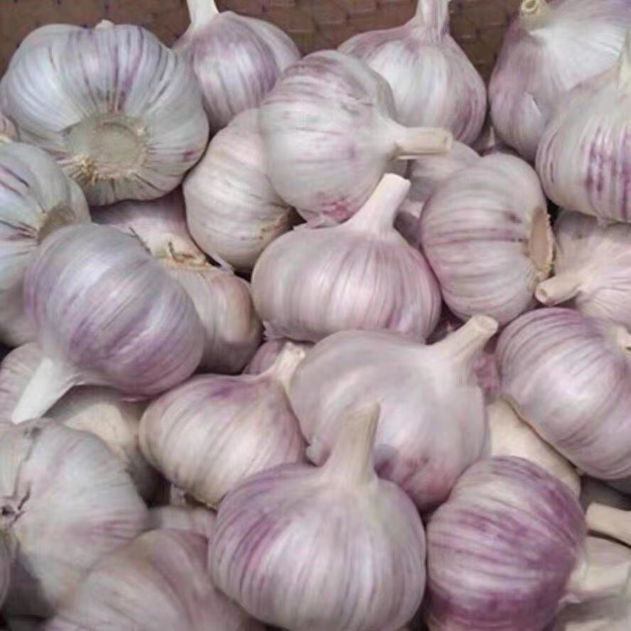 2024new Fresh Chinese Garlic New Crop High Quality Solo Garlic In Bulk Wholesale Fresh Single Clove Garlic