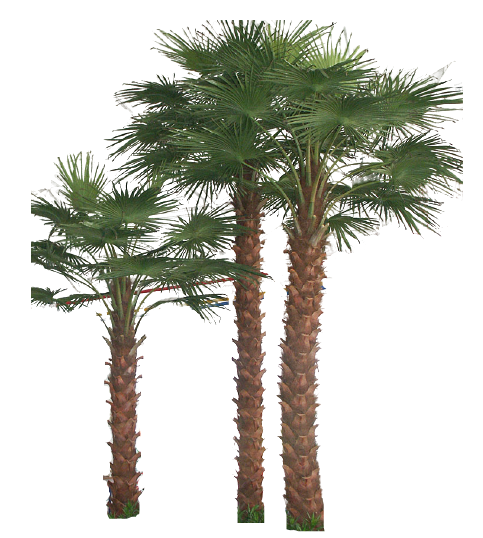 Factory new design decorative fiberglass trunk artificial washington palm tree for jungle beach