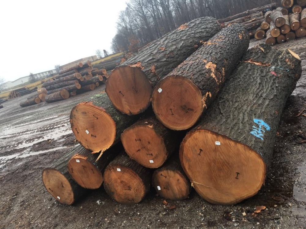 red oak wood price and white oak wood logs price