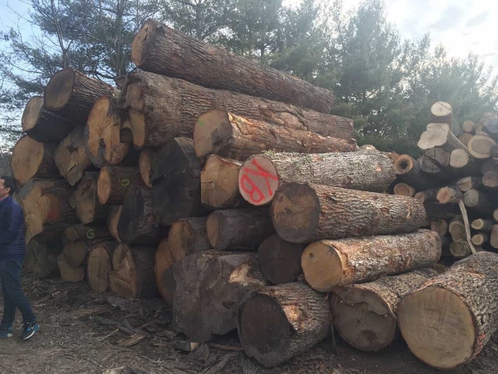 red oak wood price and white oak wood logs price