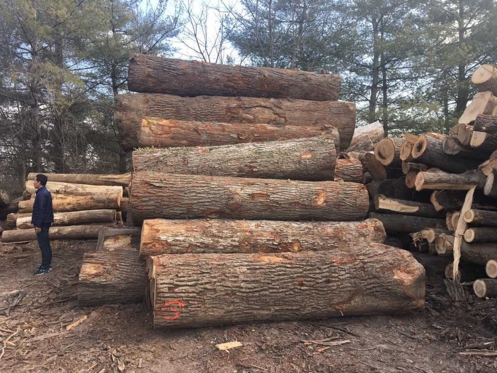 red oak wood price and white oak wood logs price