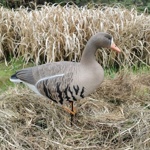 New Design EVA Plastic Grey Goose Decoys For Outdoor Goose Hunting And Decoration