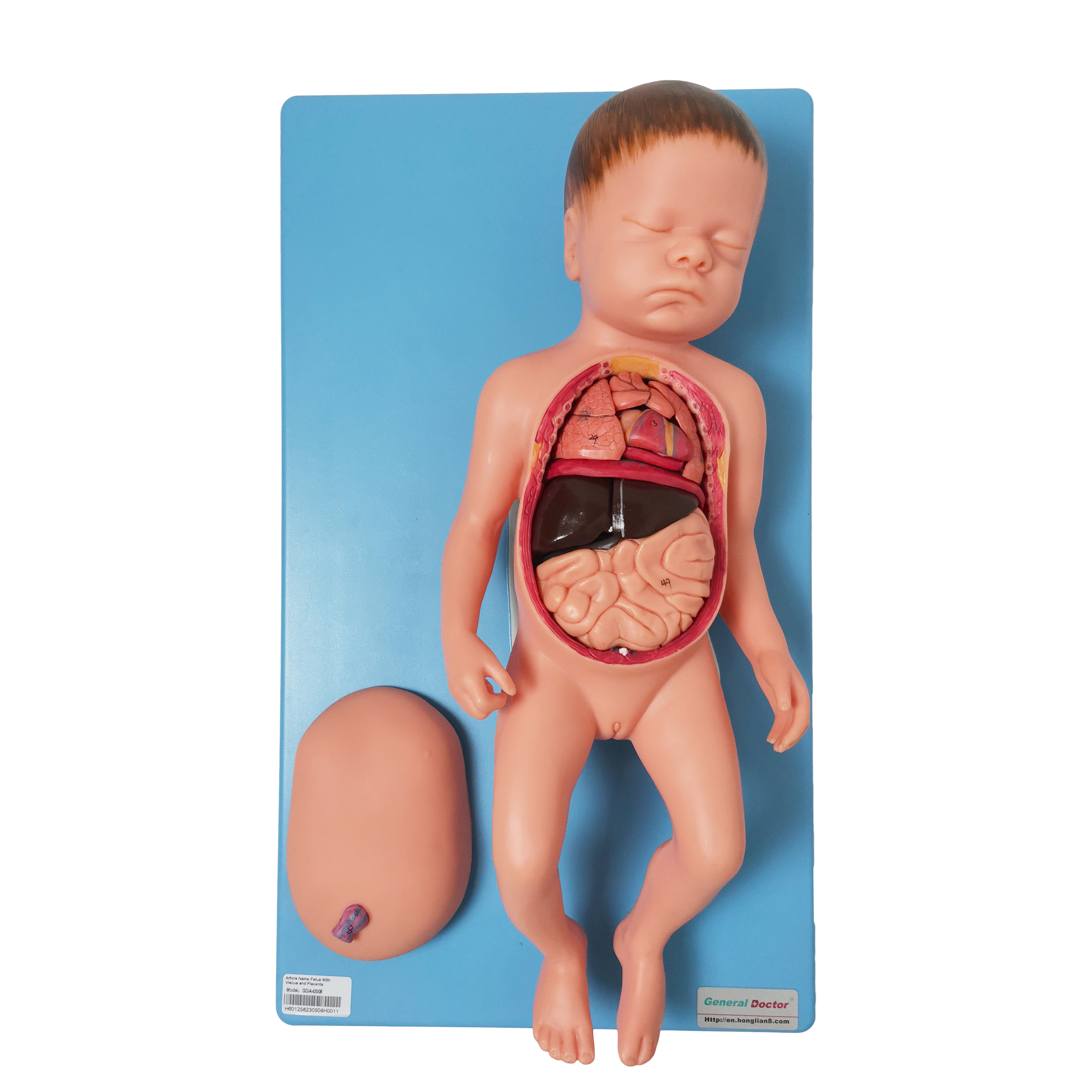 Realistic Training Simulator Medical Science Nursing Teaching Dolls Newborn Infant Baby Model With Umbilical And Cord Placenta