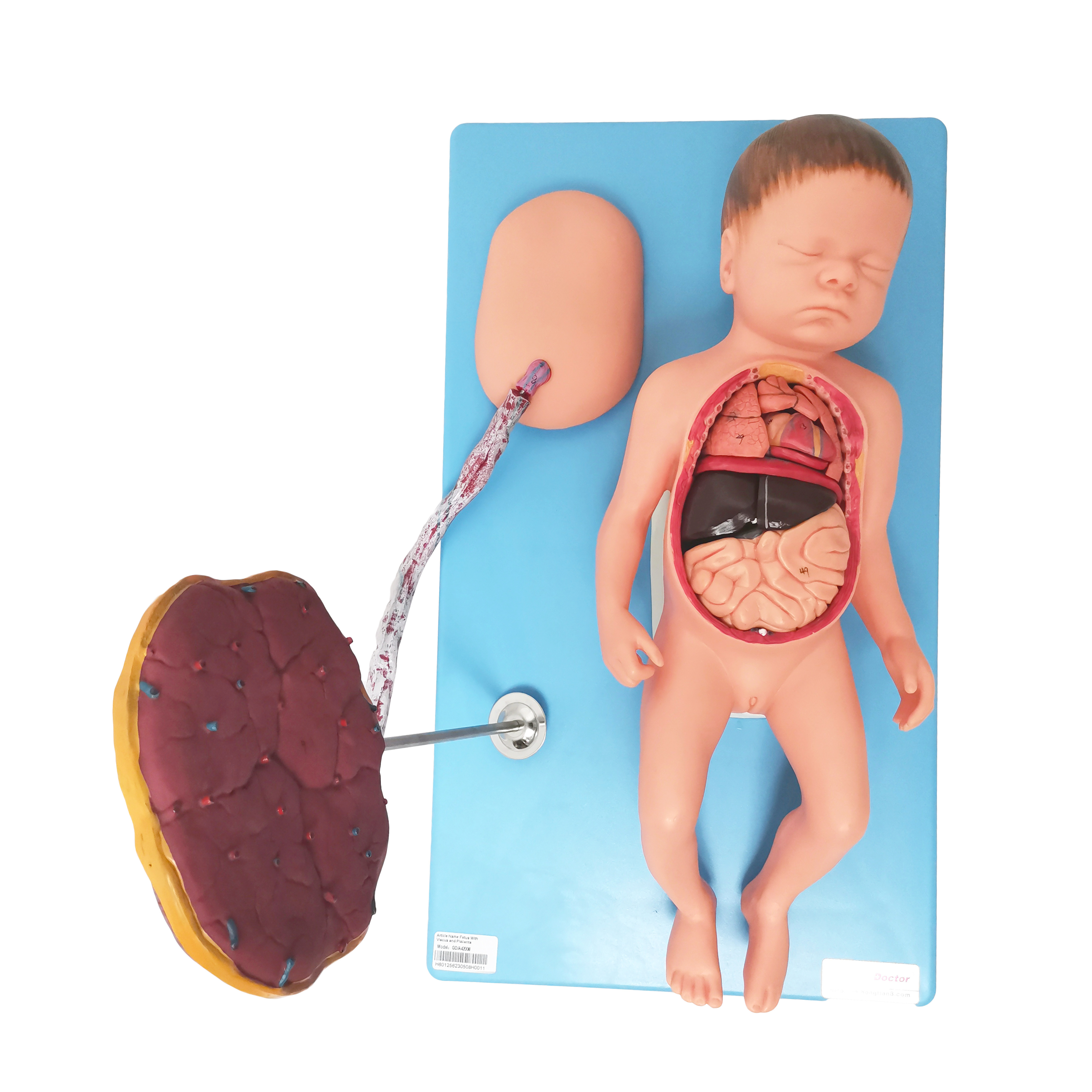 Realistic Training Simulator Medical Science Nursing Teaching Dolls Newborn Infant Baby Model With Umbilical And Cord Placenta