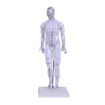 Acupuncture Point Muscle Anatomy Human Body ACUPUNCTURE MODEL 46CM MALE