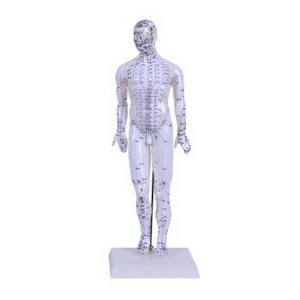 Acupuncture Point Muscle Anatomy Human Body ACUPUNCTURE MODEL 46CM MALE