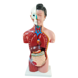 Biological Medical Teaching Anatomical Mannequin 42cm Silicone PVC Simulation Mannequin Female Skin 15 Parts Anatomy Torso Model