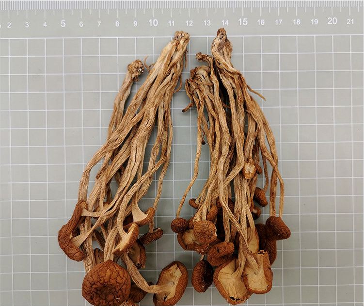 Air Dried Organic Vegetable Export Dry Oyster shitake Black Fungus Mushroom