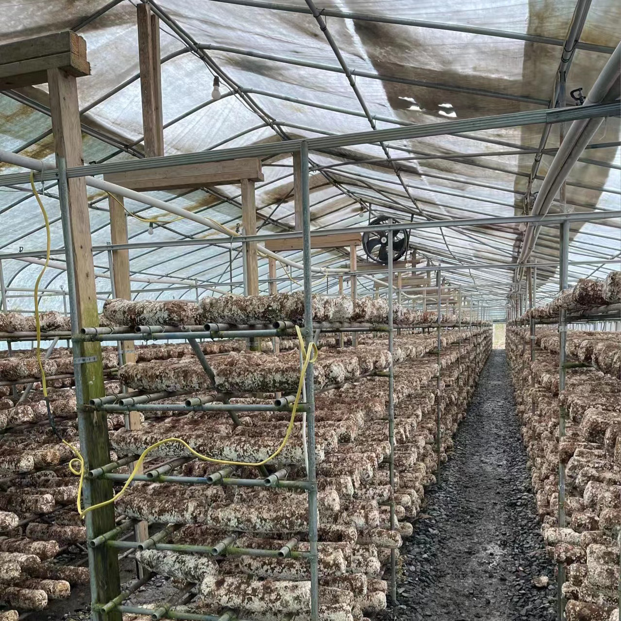 Passive solar greenhouse, tunnel greenhouse, mushroom growing single span greenhouse