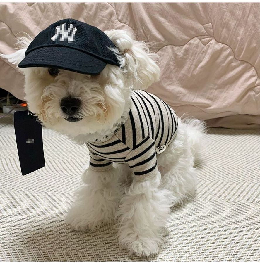 JXANRY Ins Fashion Pets Logo Hat Pet Popular Hat High-end Dog Puppy Hat Popular Small Dog Cute Accessories