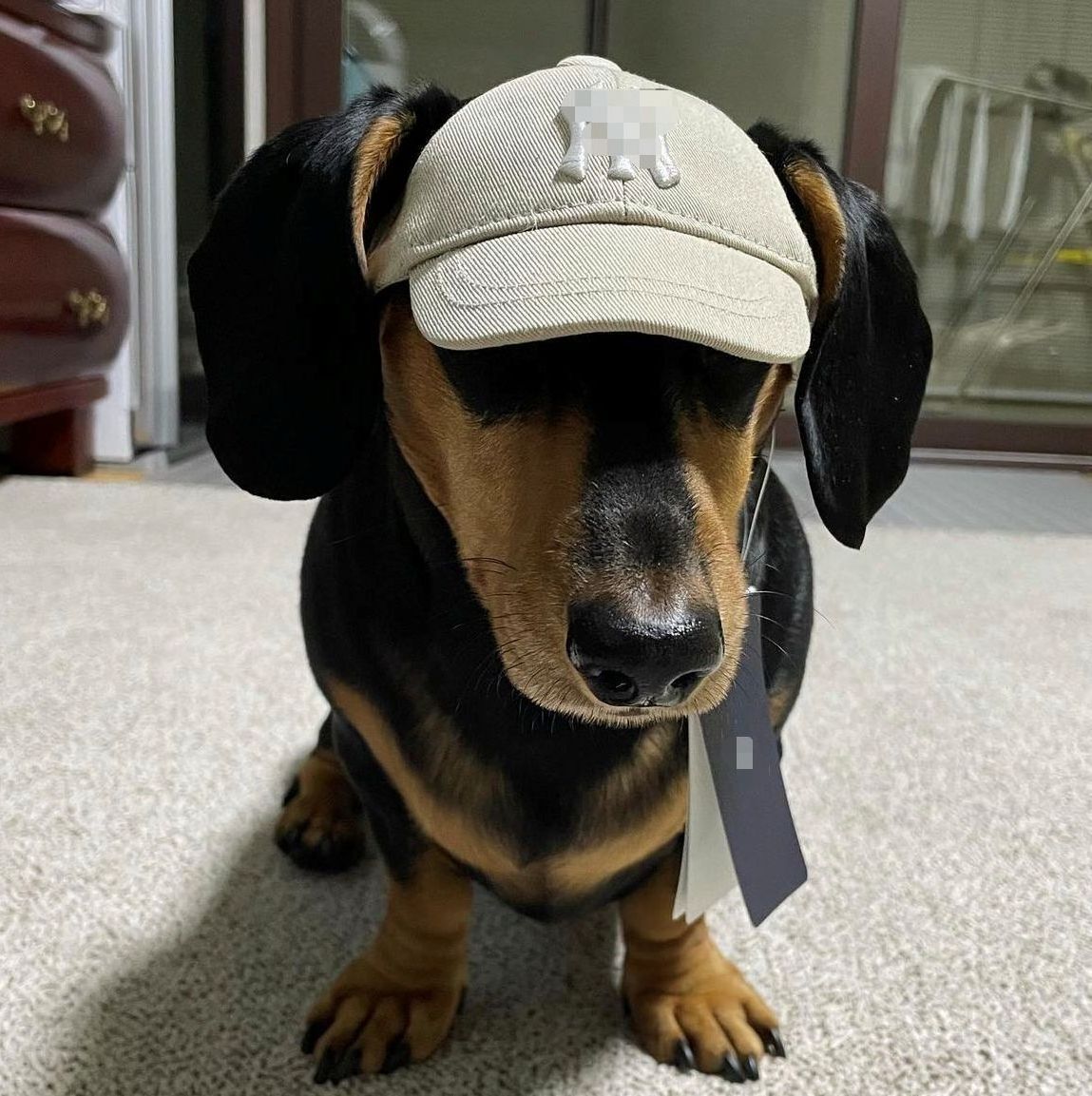 JXANRY Ins Fashion Pets Logo Hat Pet Popular Hat High-end Dog Puppy Hat Popular Small Dog Cute Accessories