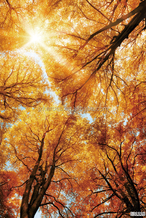 Fresh Nature Four Seasons Forest Sky 3D Ceiling Wallpaper for Home Decoration