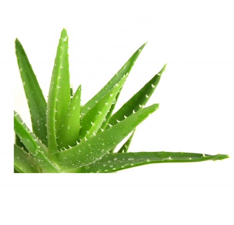 Factory Wholesale Organic Aloe Vera Essential Oil Pure Natural Moisturizer Hair Growth Massage Oil OEM/ODM Supply Bulk Oil