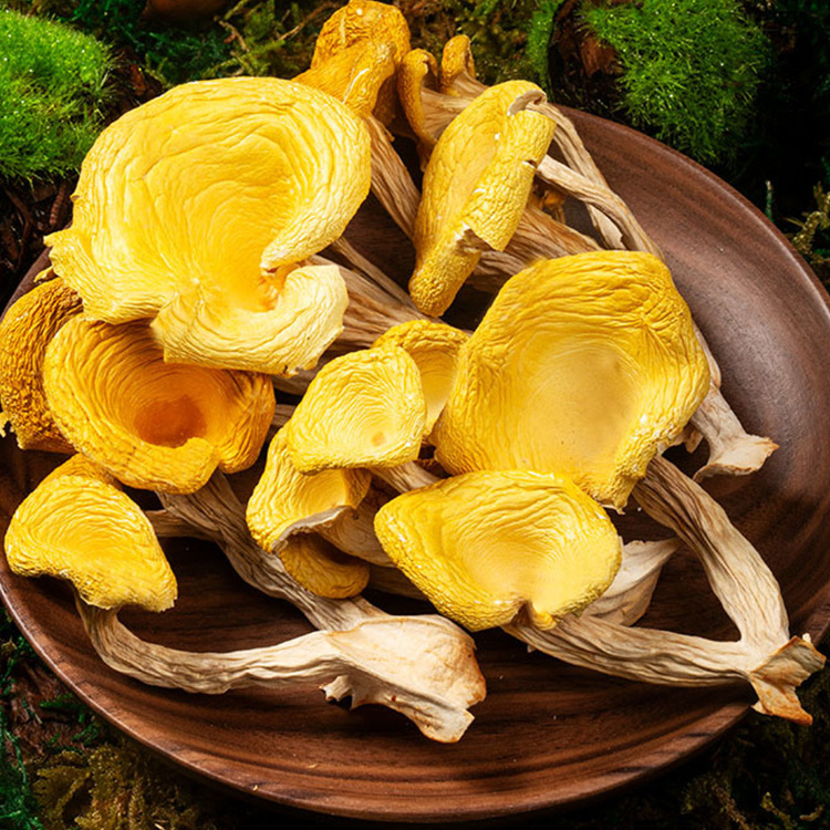 wholesale dried chanterelle mushroom