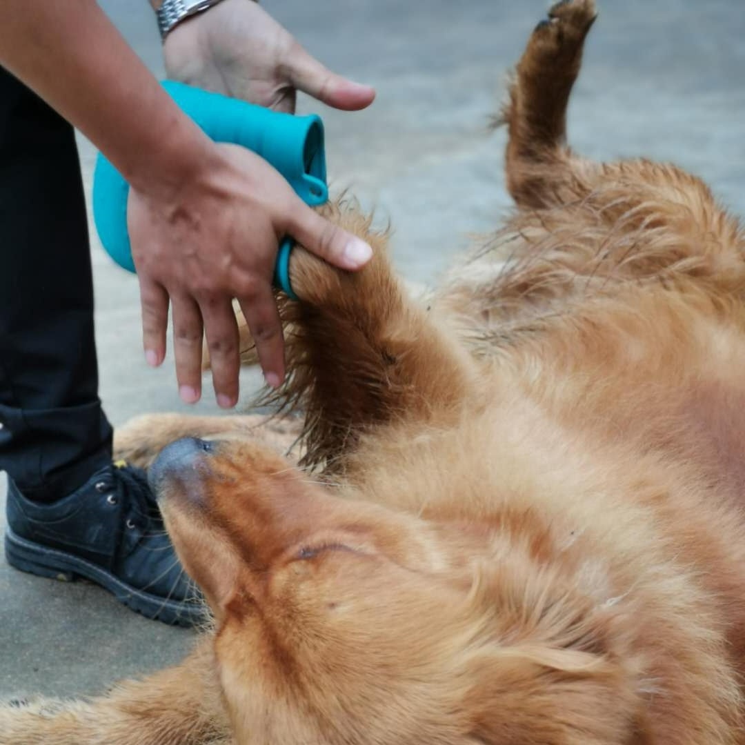 Hot Selling Eco Friendly Silicone pet paw cleaning cup dog feet cleaner automatic mudbuster portable dog paw washer paw cleaner