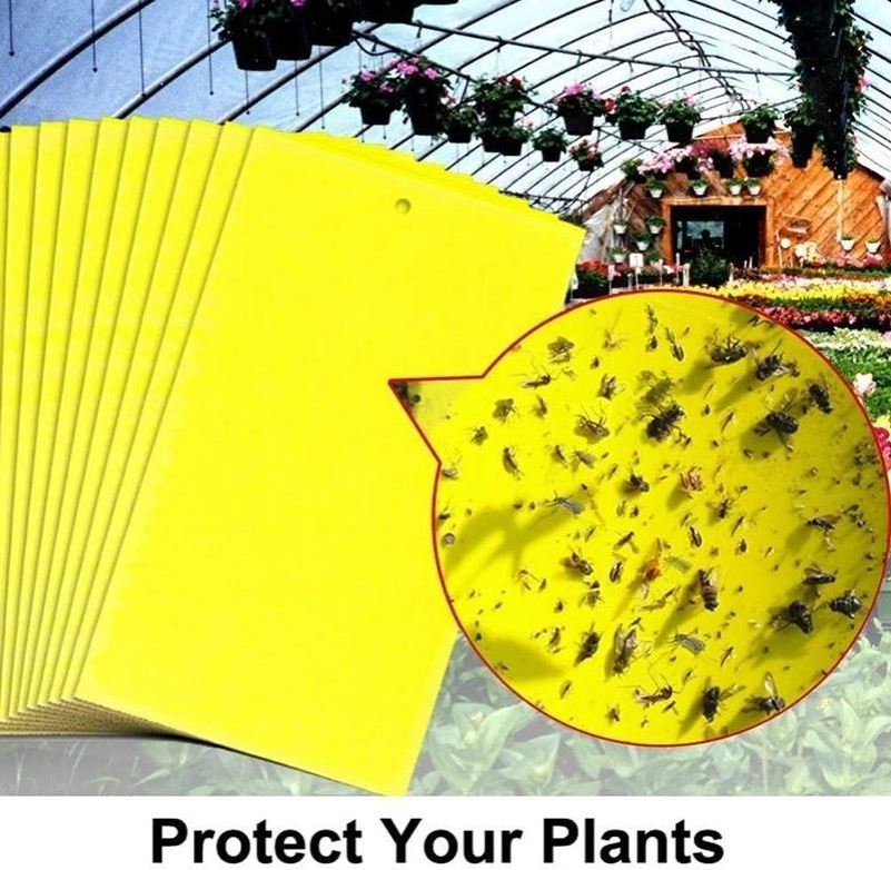 Strong Fly Traps Bugs Sticky Board Dual-Sided Catching Aphid Insects Pest Control Whitefly Thrip Leafminer Glue Sticker L0463