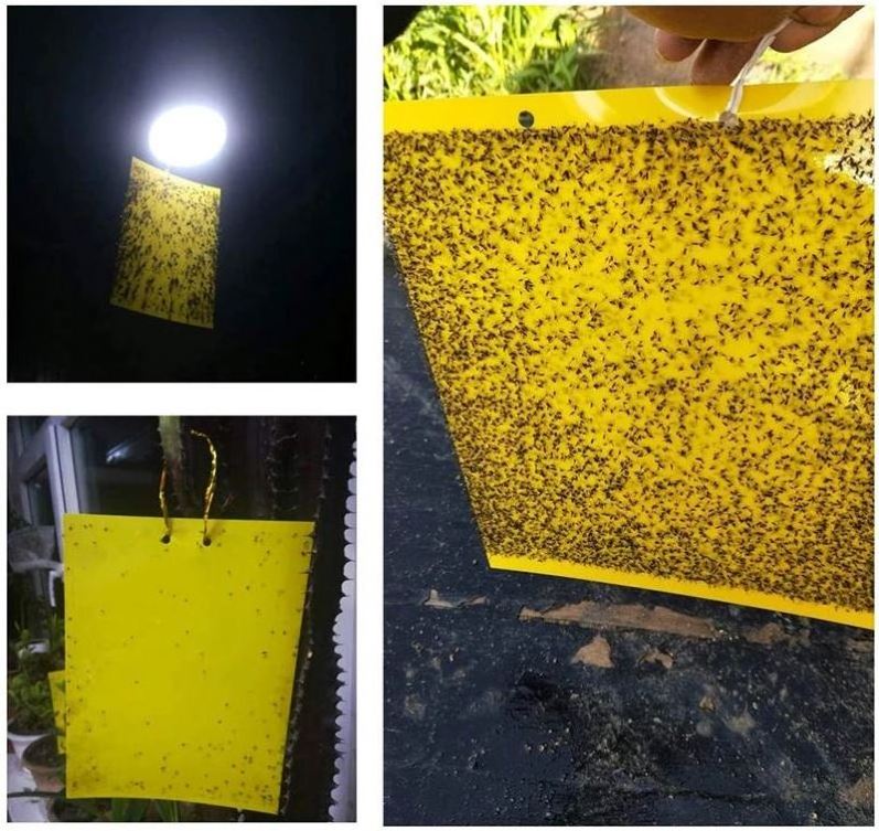 Strong Fly Traps Bugs Sticky Board Dual-Sided Catching Aphid Insects Pest Control Whitefly Thrip Leafminer Glue Sticker L0463