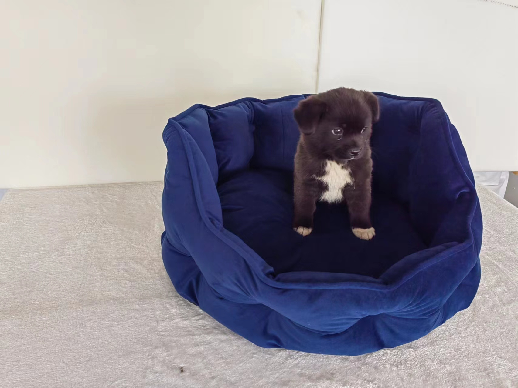 New design Dog bed soft comfortable luxury sleeping pet bed,  dog bed Round Cat Bed Dirty resistant dog bed, durable dog kennel