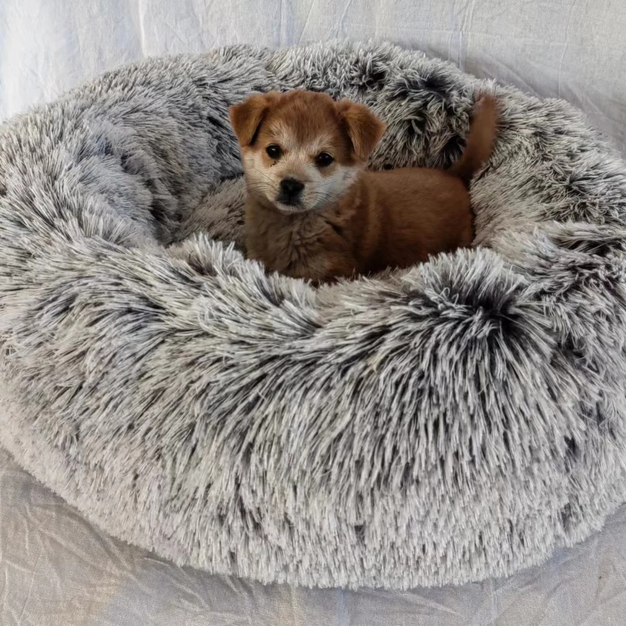 Cute cat bed Round dog bed soft comfortable luxury plush pet cushion grey colorful rainbow,  All-season Application dog bed