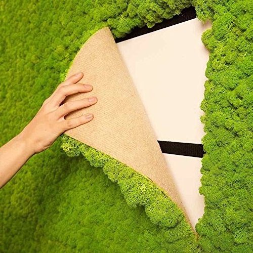 2022 New Architectural Natural Moss Wall Decoration Diy Preserved Stabilized Natural Reindeer Moss Wall Panel