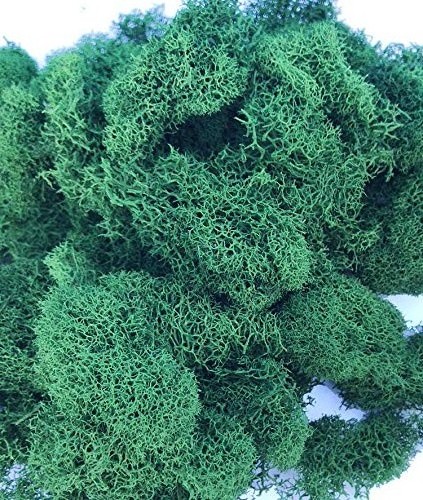 2022 New Architectural Natural Moss Wall Decoration Diy Preserved Stabilized Natural Reindeer Moss Wall Panel